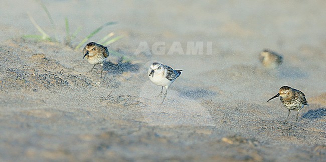 Sanderling (Calidris alba) juvenile stock-image by Agami/Dick Forsman,