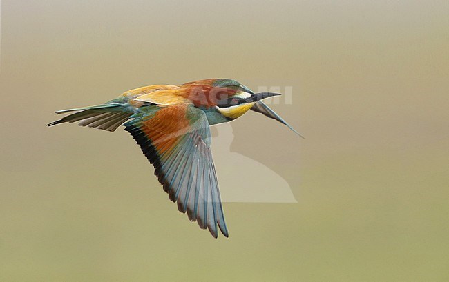 Euopean Bee-eater, Merops apiaster, in flight at Belen, Extremadura, Spain stock-image by Agami/Helge Sorensen,