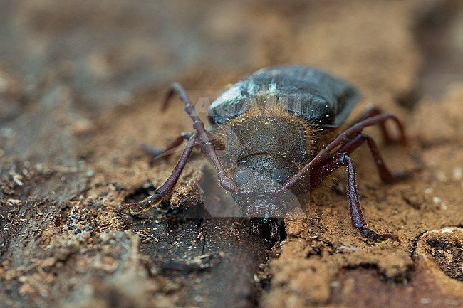 Tragosoma depsarium in a woodland in Bavaria, Germany. stock-image by Agami/Ralph Martin,
