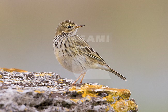 Meadow Pipit (Anthus pratensis), adult standing on the ground stock-image by Agami/Saverio Gatto,