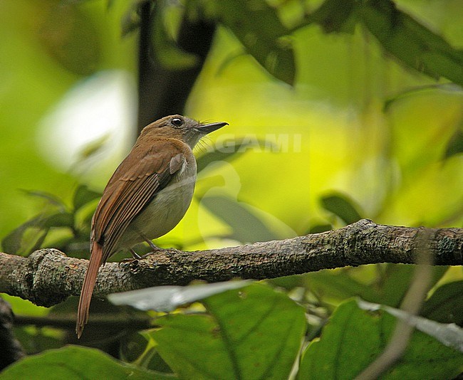 Philippine Jungle Flycatcher (Cyornis ruficauda) in the Philippines. Formly known as Rufous-tailed Jungle Flycatcher. stock-image by Agami/Pete Morris,