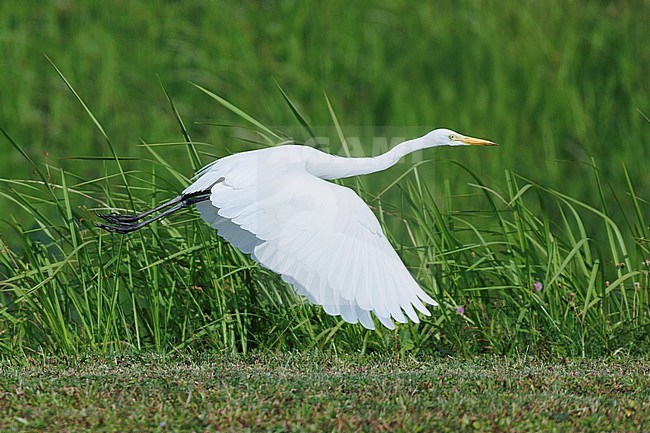 Medium Egret (Ardea intermedia) taken the 18/02/2024 at Singapore. stock-image by Agami/Nicolas Bastide,
