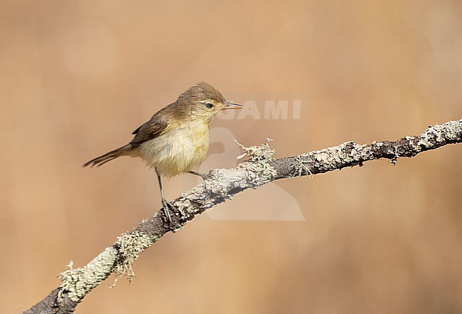 Adult Melodious Warbler (Hippolais polyglotta) during summer in Spain. Perched on a branch. stock-image by Agami/Marc Guyt,