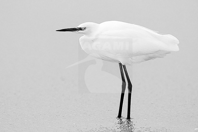 Little Egret (Egretta garzetta), side view of an individual standing on the shore in Campania (Italy) stock-image by Agami/Saverio Gatto,