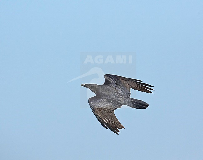 Bruinekraaf in de vlucht; Brown-necked Raven in flight stock-image by Agami/Markus Varesvuo,