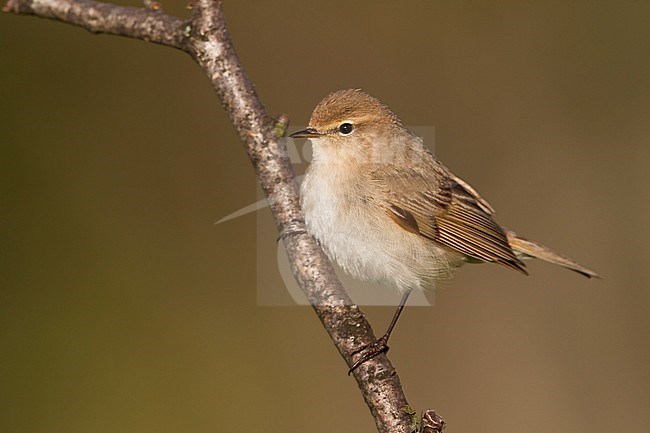Siberian Chiffchaff - Taigazilpzalp - Phylloscopus (collybita) tristis, Kazakhstan stock-image by Agami/Ralph Martin,