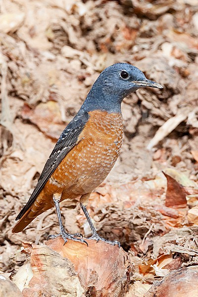 Male Rufous-tailed Rock Thrush (Monticola saxatilis) during spring migration at Yotvata, Israel stock-image by Agami/Marc Guyt,