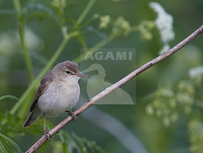 Struikrietzanger zittend op tak; Blyths Reed Warbler perched on branch stock-image by Agami/Markus Varesvuo,