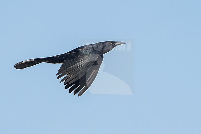 Adult male
Imperial Co., CA
April 2022 stock-image by Agami/Brian E Small,