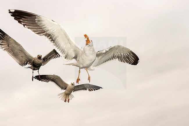 Adult Lesser Black-backed Gulls (Larus fuscus) on the Wadden island Texel, Netherlands. Hanging mid air behind the ferry, catching bread. stock-image by Agami/Marc Guyt,
