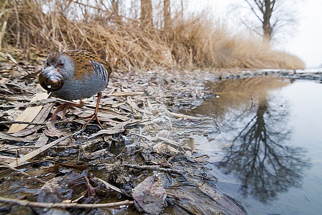 Adult Water Rail (Rallus aquaticus aquaticus) walking on the ground in a wetland in Germany. stock-image by Agami/Ralph Martin,