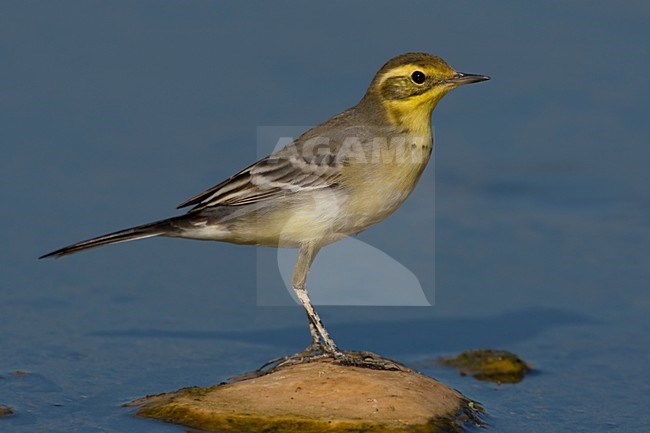Immature Onvolwassen Citroenkwikstaart; Citrine Wagtail stock-image by Agami/Daniele Occhiato,