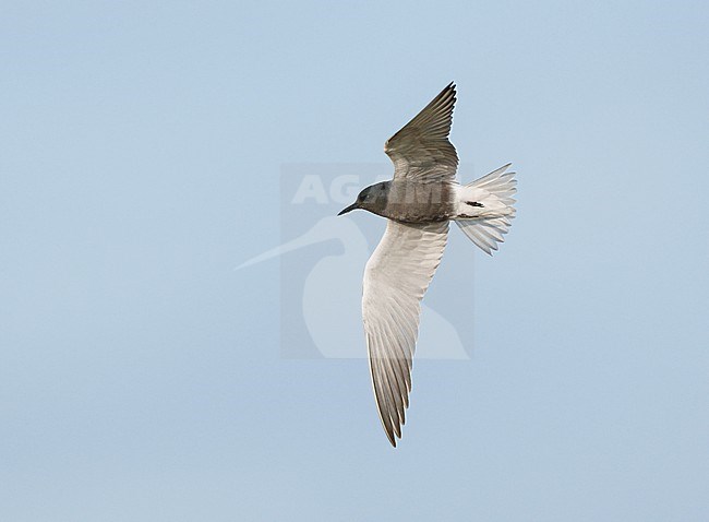 Adult Black Tern (Chlidonias niger) on migration flying against a pale blue sky showing underside and wings fully spread stock-image by Agami/Ran Schols,