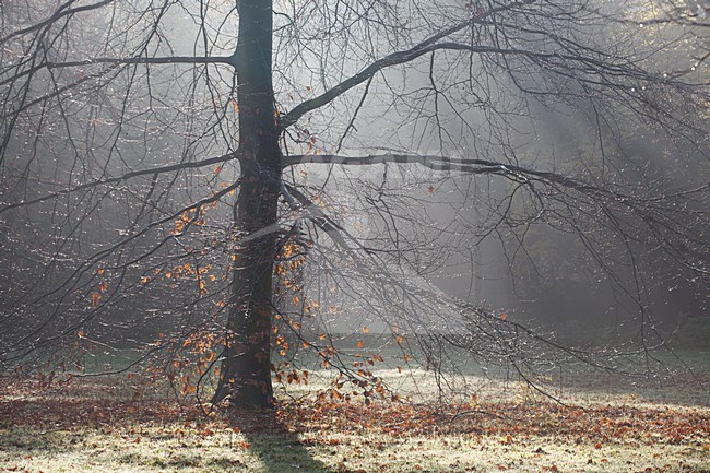 zon schijnt door takken van Beuk, nat van regen; sun shines through the branches  of a beech, wet from rain stock-image by Agami/Arjan van Duijvenboden,