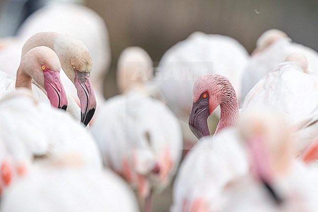 Lesser Flamingo (Phoeniconaias minor) sitting on a greater Flamingo colony in Pont de Gau, Bouches-du-Rhône, France. stock-image by Agami/Vincent Legrand,