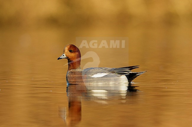 Eurasian Wigeon male swimming in golden hour from low point of view in the Reeuwijkse plassen in the Netherlands stock-image by Agami/Walter Soestbergen,