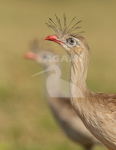 Portrait of a Red-legged Seriema (Cariama cristata) in the Pantanal, Brazil, South-America. stock-image by Agami/Steve Sánchez,