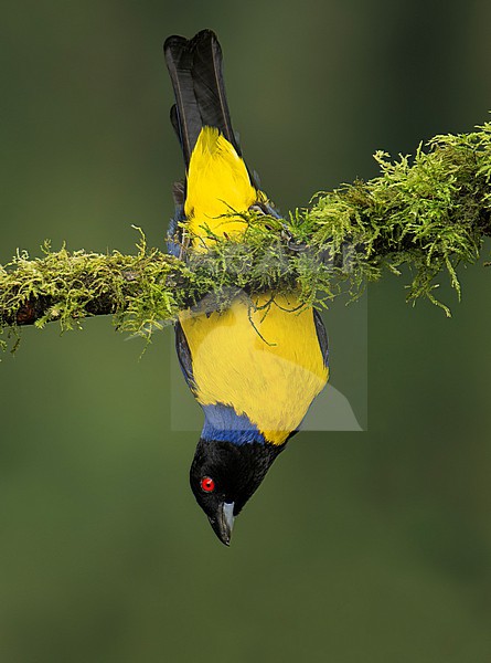 Hooded Mountain Tanager (Buthraupis montana cucullata) (subspecies) hanging head down on a mossy branch in Manizales, Colombia, South-America. stock-image by Agami/Steve Sánchez,