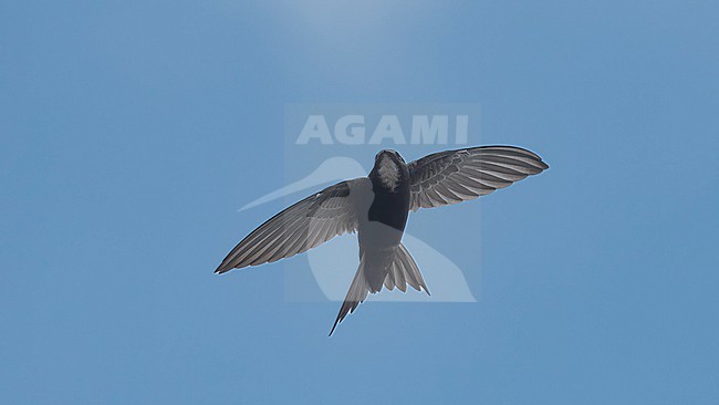 Below view of a Horus Swift (Apus horus) in flight showing wings from below. Kenya, Africa stock-image by Agami/Markku Rantala,