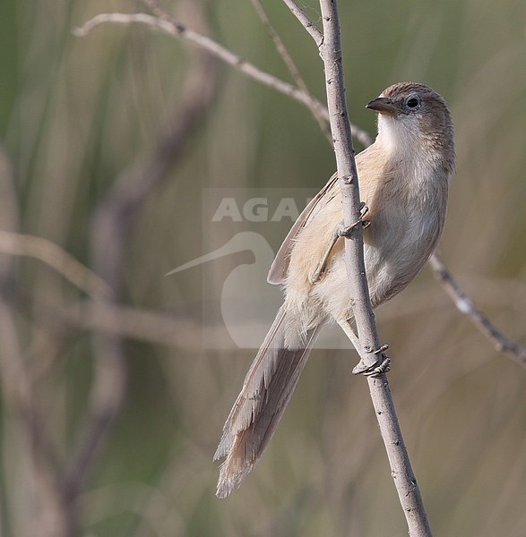 Iran Babbler, Turdoides huttoni ssp. salvadori stock-image by Agami/James Eaton,