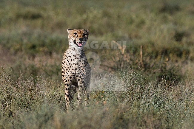 Portrait of a cheetah, Acinonyx jubatus, surveying the savannah. Ndutu, Ngorongoro Conservation Area, Tanzania stock-image by Agami/Sergio Pitamitz,