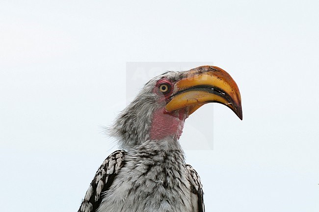 A close up portrait of a southern yellow-billed hornbill, Tockus leucomelas. Savute Marsh, Chobe National Park, Botswana. stock-image by Agami/Sergio Pitamitz,