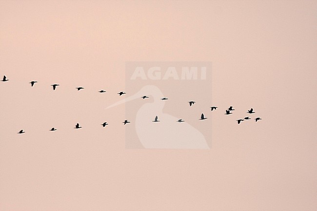 Flock of Great Cormorants in flight - Kormoran - Phalacrocorax carbo ssp. sinensis, Germany stock-image by Agami/Ralph Martin,