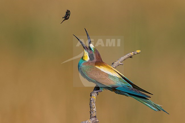 Bijeneter met prooi, European Bee-eater with prey stock-image by Agami/Daniele Occhiato,
