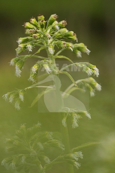 White Butterbur plant with seeds stock-image by Agami/Wil Leurs,