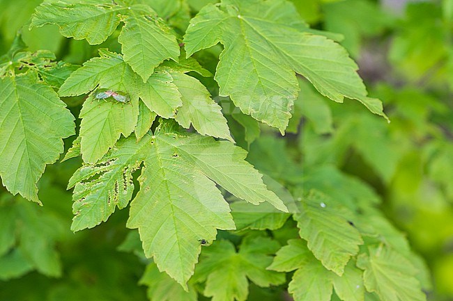 Palomena prasina - Green shield bug - Grüne Stinkwanze, Germany, imago, pair copulating stock-image by Agami/Ralph Martin,