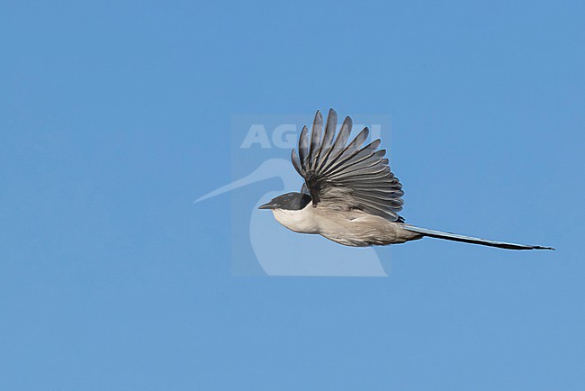 Azure-winged Magpie (Cyanopica cyanus) with full goiter in flight, found near Ulan Baatar in Mongolia stock-image by Agami/Mathias Putze,