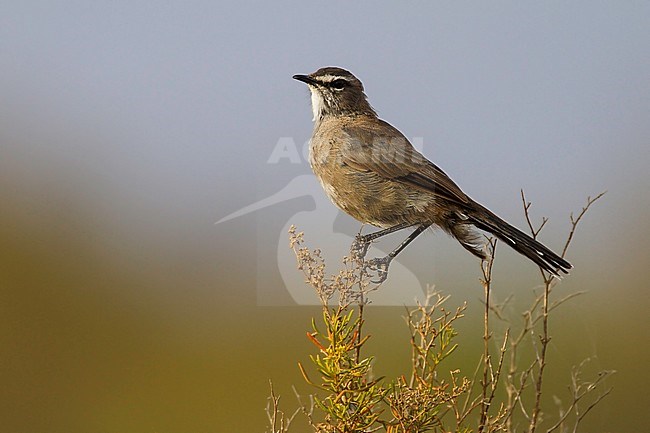 Karoo Scrub-Robin (Cercotrichas coryphoeus) perched in a bush. stock-image by Agami/Dubi Shapiro,