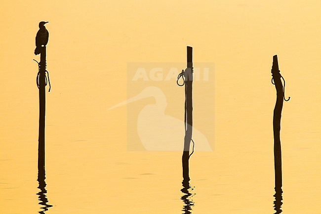 Great Cormorant (Phalacrocorax carbo) sitting on a fish trap pole in the Ijsselmeer near Breezanddijk in the Netherlands at sunset stock-image by Agami/Menno van Duijn,