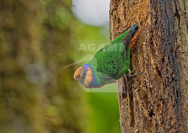 Red-breasted Pygmy Parrot (Micropsitta bruijnii) in West Papua, Indonesia. stock-image by Agami/Pete Morris,