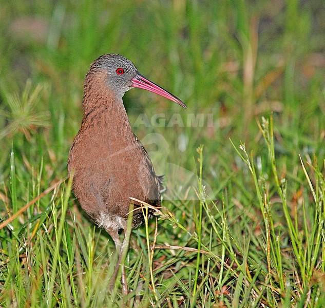 Madagascar Rail (Rallus madagascariensis) walking on the ground in Madagascar. stock-image by Agami/Pete Morris,