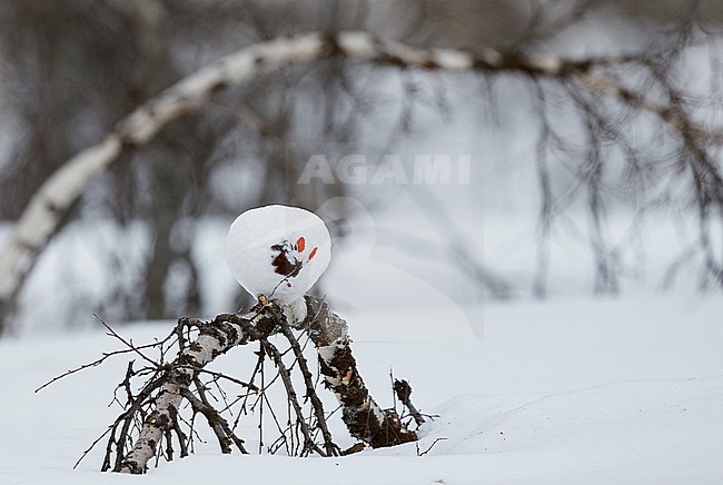 Moerassneeuwhoen in de sneeuw, Willow Ptarmigan in snow stock-image by Agami/Markus Varesvuo,