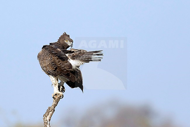 Vechtarend; Martial Eagle; stock-image by Agami/Walter Soestbergen,