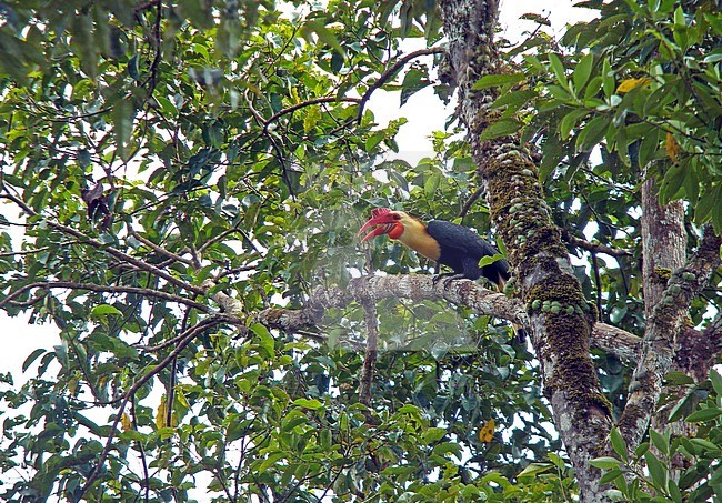 Adult male Writhed Hornbill (Rhabdotorrhinus leucocephalus) perched in canopy of tropical forest on the Philippines. Also known as the Mindanao Wrinkled Hornbill. stock-image by Agami/Pete Morris,