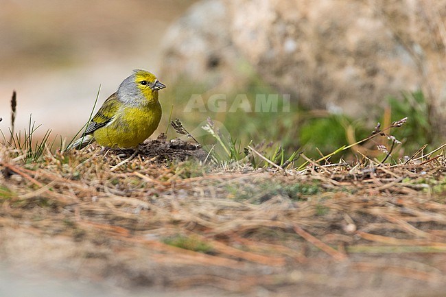 Corsican Finch - Korsengirlitz - Carduelis corsicana, France (Corsica), adult, male stock-image by Agami/Ralph Martin,