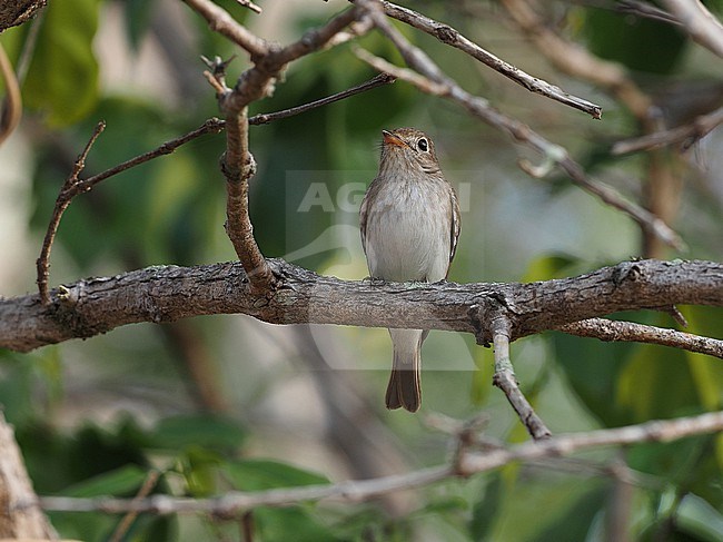 Asian Brown Flycatcher (Muscicapa dauurica) perched in a tree in Thailand stock-image by Agami/James Eaton,