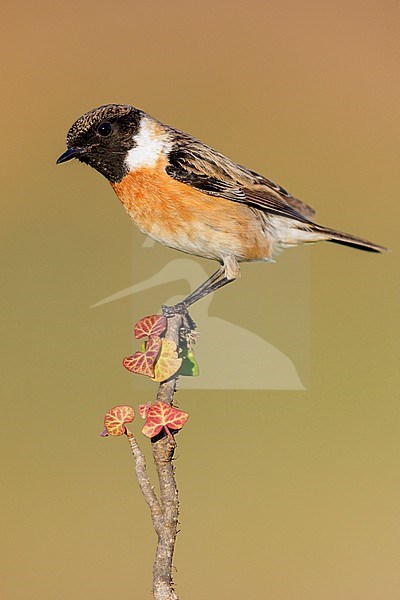 European Stonechat (Saxicola rubicola), side view of an adult male perched on a branch, Campania, Italy stock-image by Agami/Saverio Gatto,