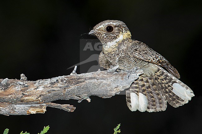 Adult male
Pima Co., AZ
May 2014 stock-image by Agami/Brian E Small,