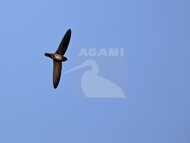 Glossy Swiftlet (Collocalia esculenta) in flight. stock-image by Agami/Andy & Gill Swash ,