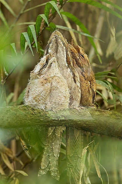 Marbled Frogmouth (Podargus ocellatus) family roosting on a branch in Papua New Guinea stock-image by Agami/Dubi Shapiro,