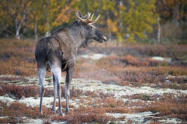 A young elk male with 3 points horns in the Norway tundra, Dombås, Norway stock-image by Agami/Alain Ghignone,
