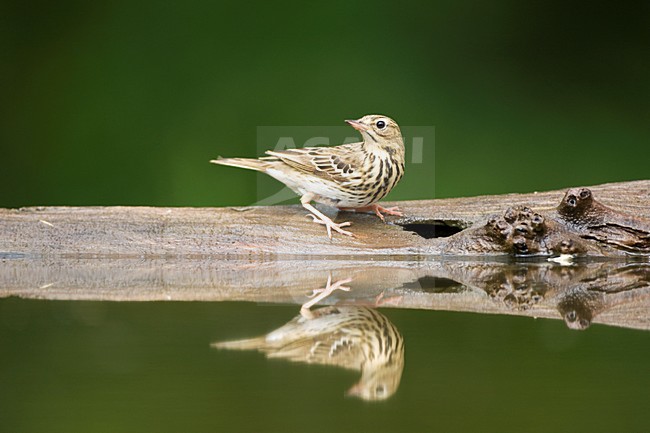 Boompieper bij drinkplaats; Tree Pipit at drinking site stock-image by Agami/Marc Guyt,