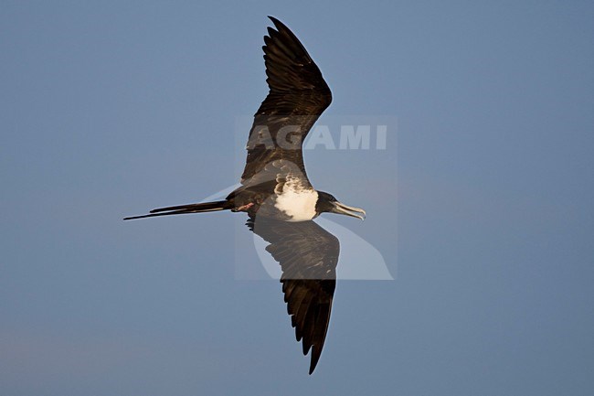 Amerikaanse Fregatvogel vrouwtje in vlucht Mexico, Magnificent Frigatebird female in flight Mexico stock-image by Agami/Wil Leurs,