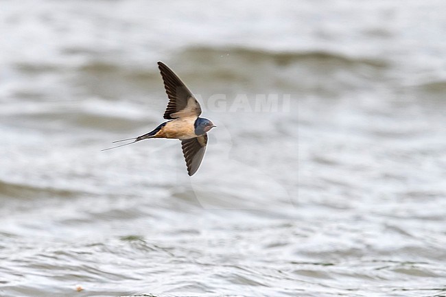 Putative Levant Barn Swallow flying over Canal de Willebroek, Vilvoorde, Brabant, Belgium. April 30, 2018. stock-image by Agami/Vincent Legrand,