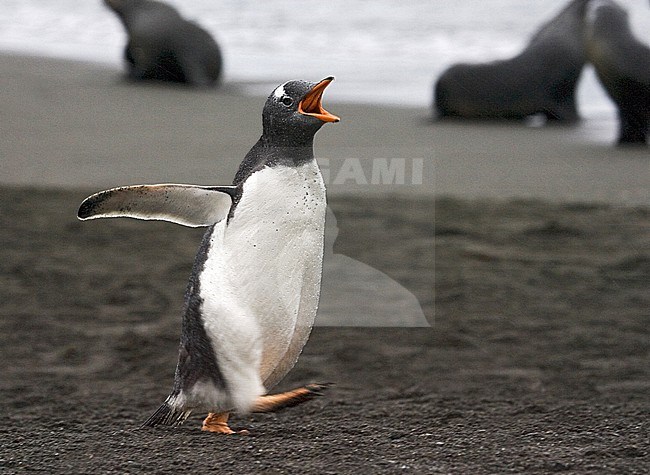 Gentoo Penguin (Pygoscelis papua) on beach in South Georgia. stock-image by Agami/Marc Guyt,