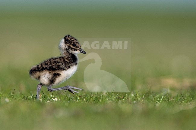 Kievit jong; Northern Lapwing young stock-image by Agami/Marc Guyt,